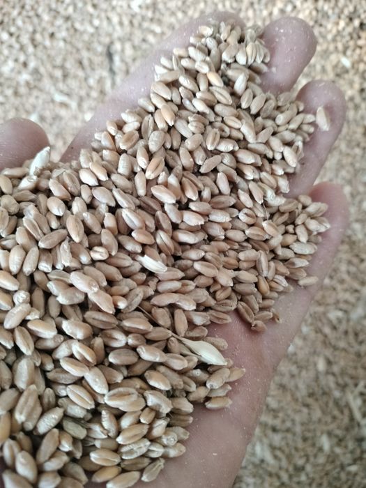 Vând cereale,porumb ,grau ,floare