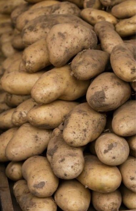Продам картофель оптом и в розницу