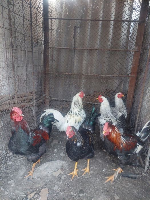 Продам молодых петухов