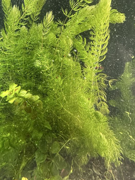 Продам аквариуных рыбок и растания