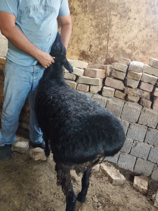 Qoylar qochqorlar sotamiz jivoy vesga 90.000 mingdan  kilosga 140.000