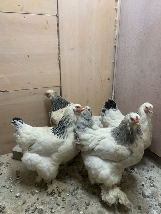 Брама светлый молодые