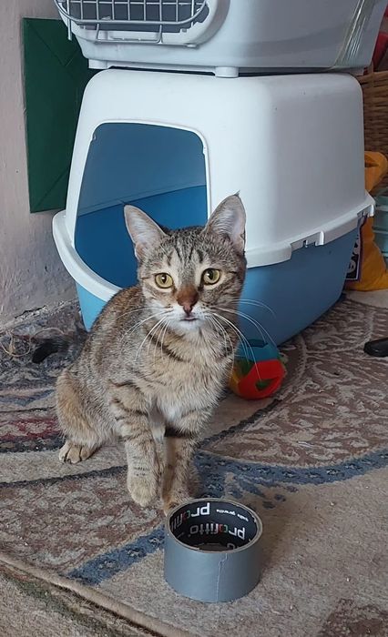 Отдам кошечку в добрые руки