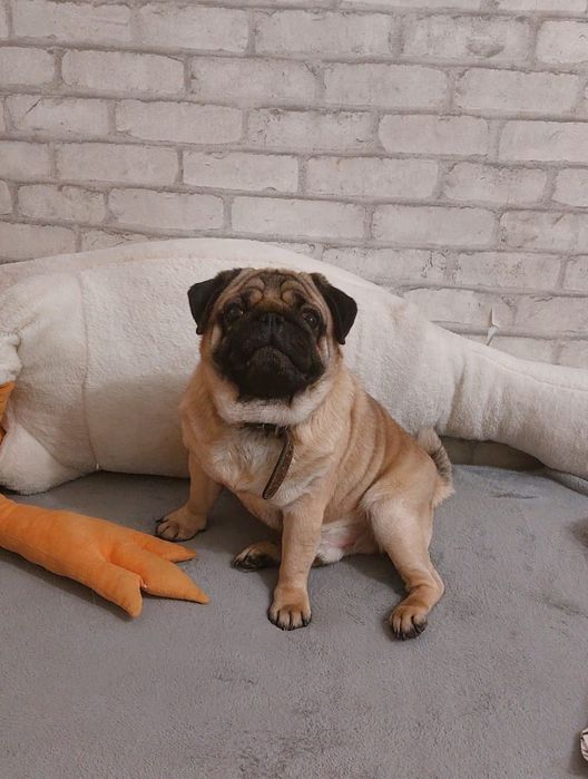 Продаются щенки мопса