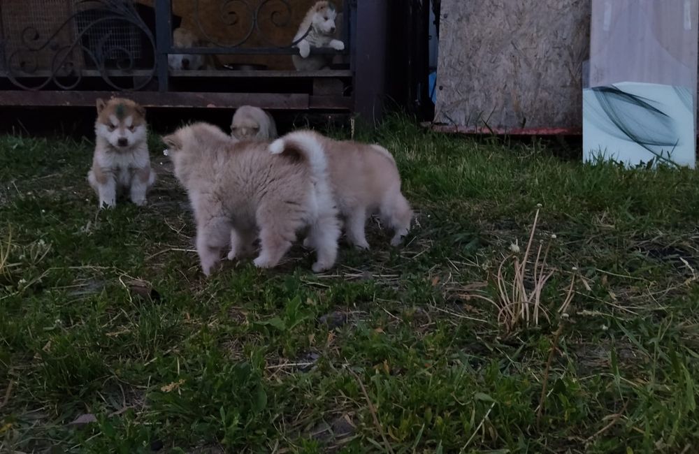 Продам щенят Аляскинского маламута