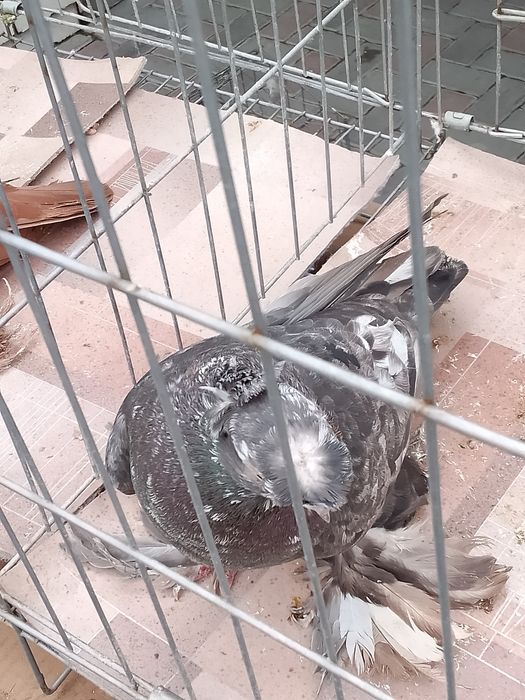 Тараз Челкар самец