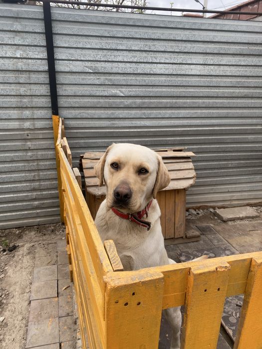 Продам собаку лабрадор