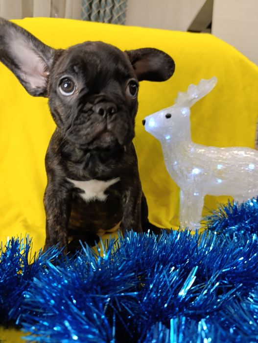 Шикарные щенки французский бульдог