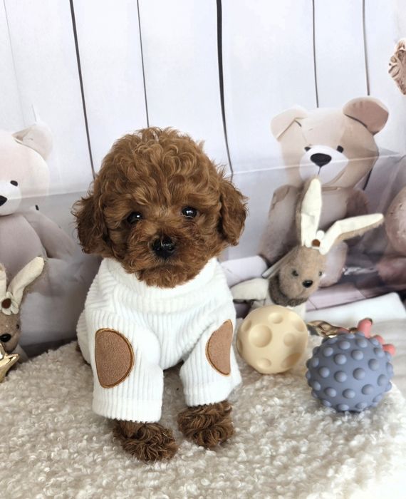 Пудел той /Poodle toy с родословие