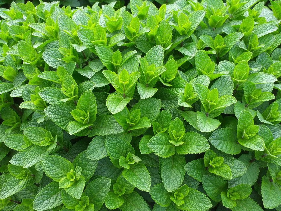 Stoloni menta olandeza.