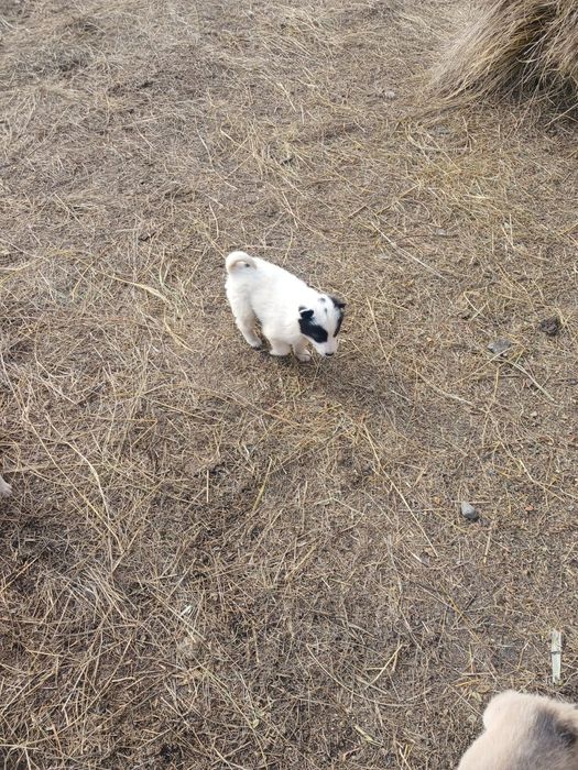 Срочно продам щенка лайки