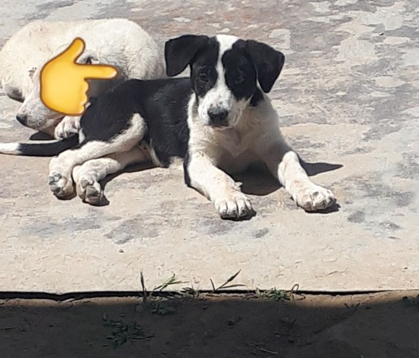 Alabay Алабай щенок