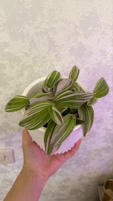 Продам домашние растения