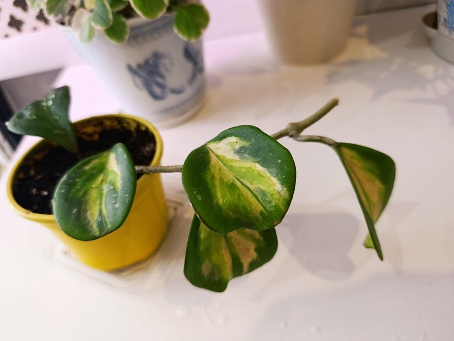 Цветы вариегатные