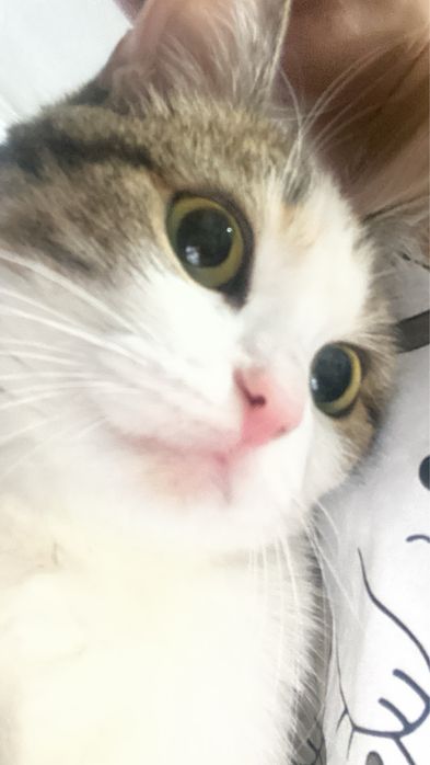 Кошка отдам бесплатно!