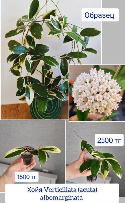 Хойя комнатные цветы