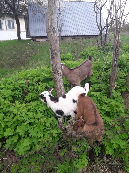 Ieduțe din mamă murciniana rasă pura bună de lapte