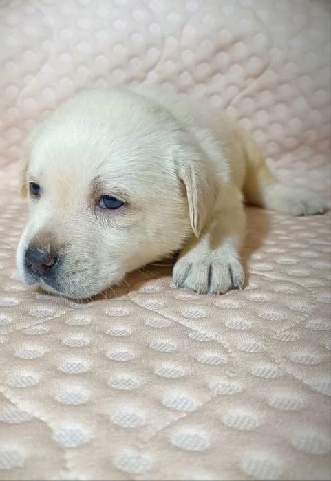 Щеночки лабрадора - ретривера