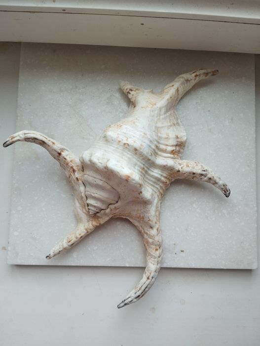 Сувениры ,слоны ,ракушки