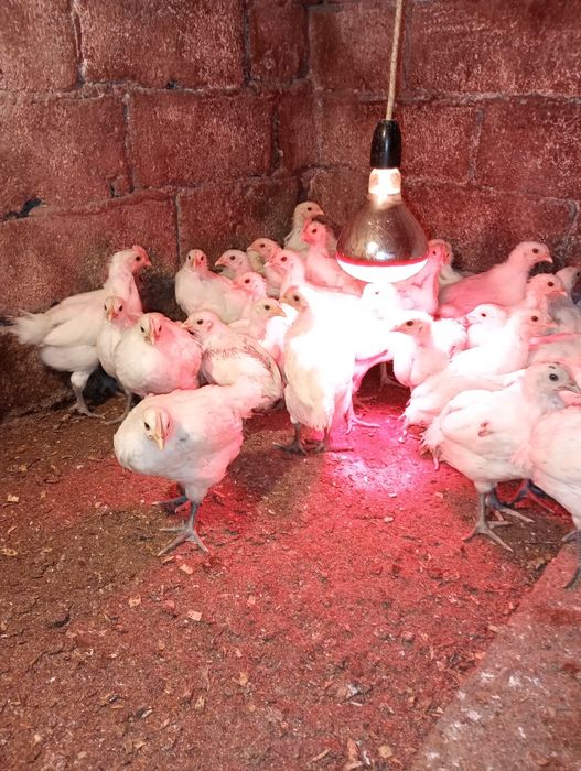 Pui din rasa La bress