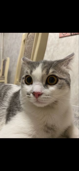Продается Кот мальчик
