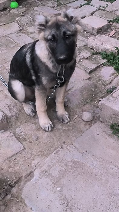 Собаки животные.