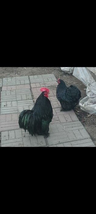Карликовые кохинхины