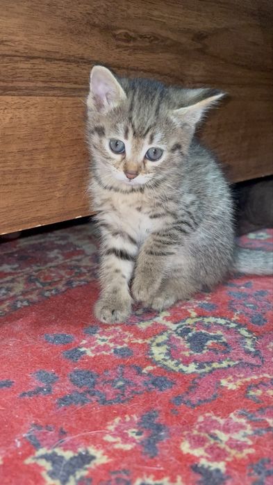 Котенок смешаной породы
