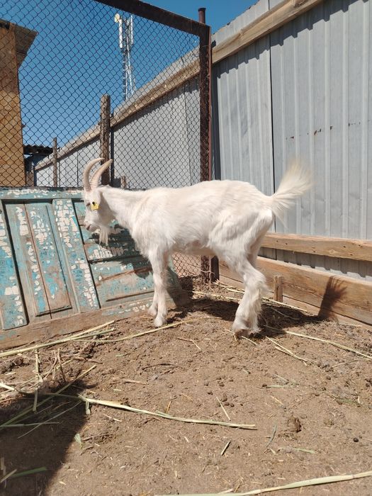 Серке сатылады  семиз күй жаксы