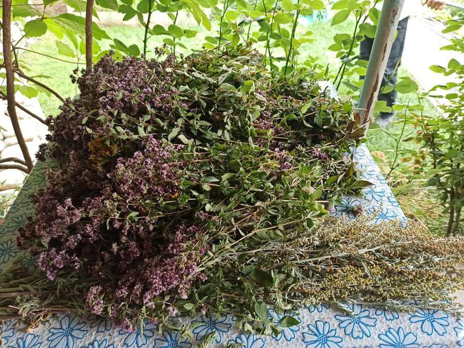 Душица (орегано) сушёная (пучками)