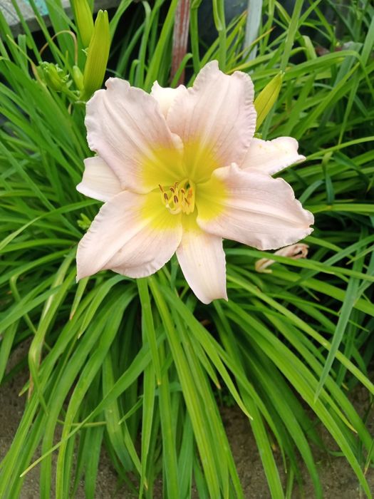 Сортовые лилейники