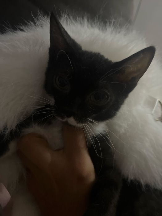Отдам котенка сфикс смешаный