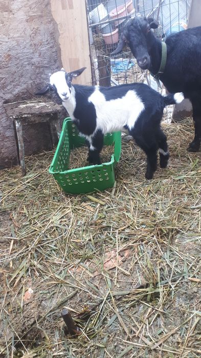 Козлята 1 год.  Альпо Нуби.