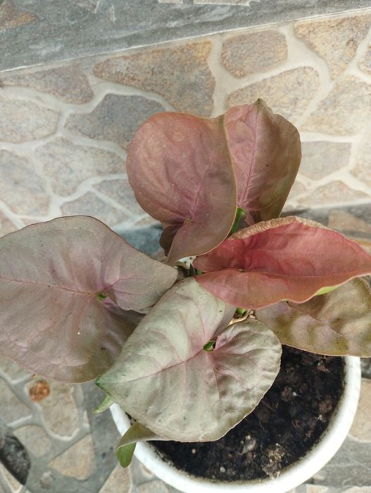 комнатные цветы не дорого