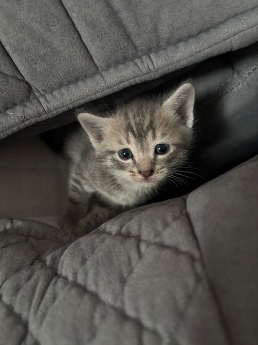 Отдам котенка мальчик британец
