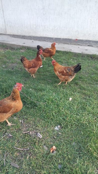 Инкубационные яйца кучинской породы