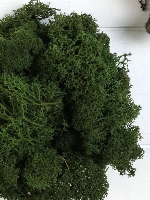 Мох стабилизированный для поделок 100 г