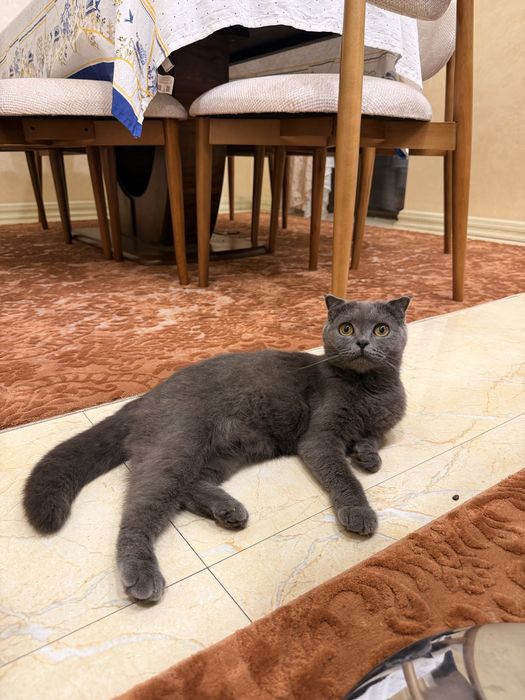 Мушук Скоттиш фолд 1 йош
