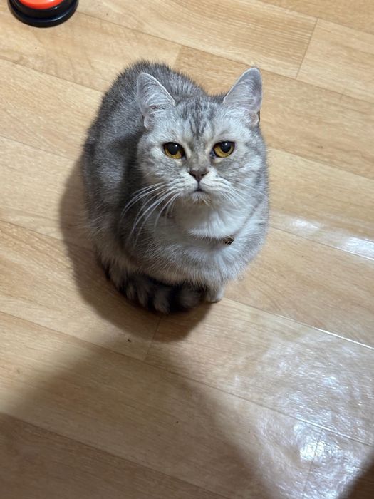 Отдам кошку в добрые руки