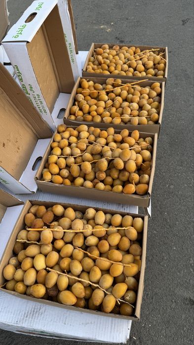 Финики на веточке, новинка!