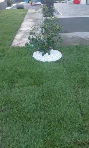 Gazon Rulou Calitate extra