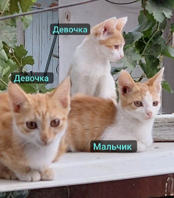 Котята девочки и мальчик в заботливые руки. Янгиюль район Кательная