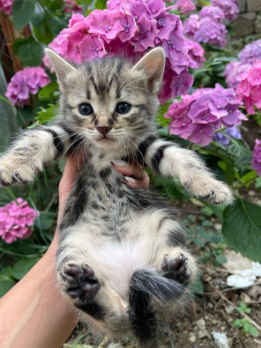 Малки котенца търсят дом