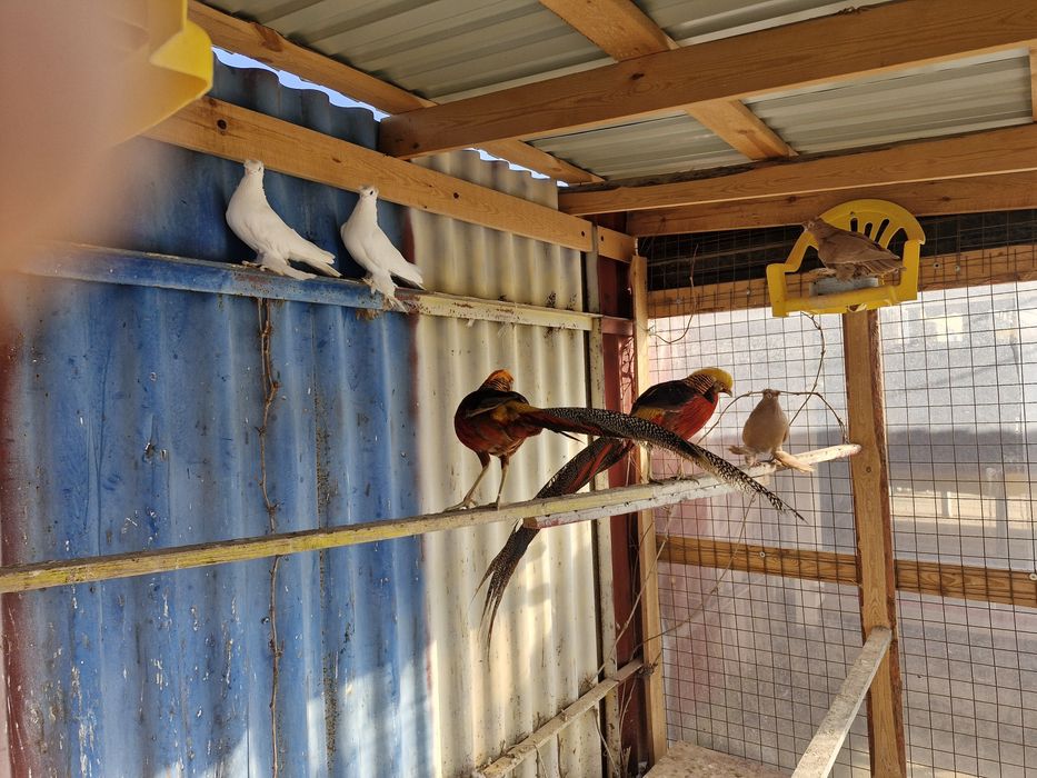 Фазан золотой серебро