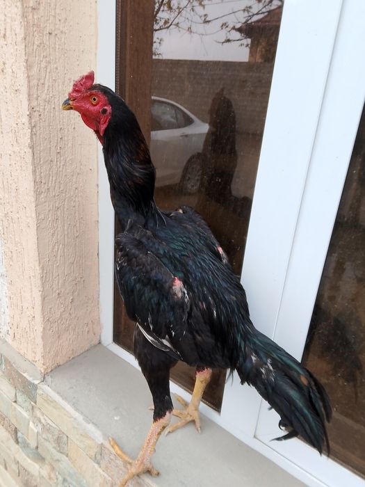 Dakan xuroz sotiladi