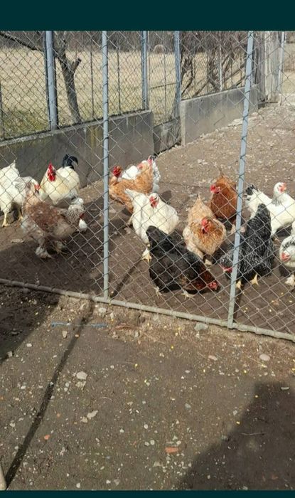 Vând pui de gaina, de o zi .