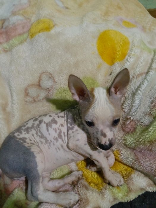 Щенки Косоломини 2 месяца