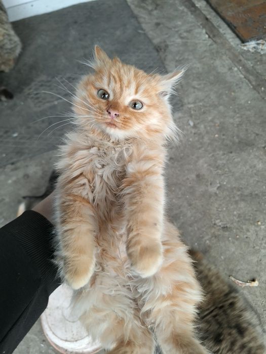 Отдам котят в добрые руки