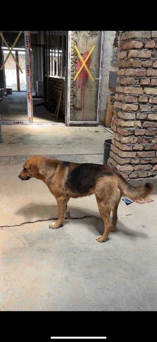 Продаются щенки город Ташкент Ташкентская область