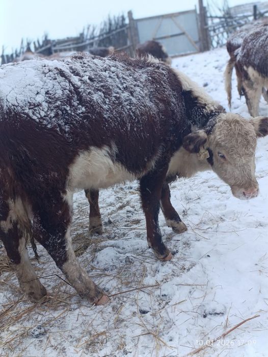 Племенной қашарлар сатамын